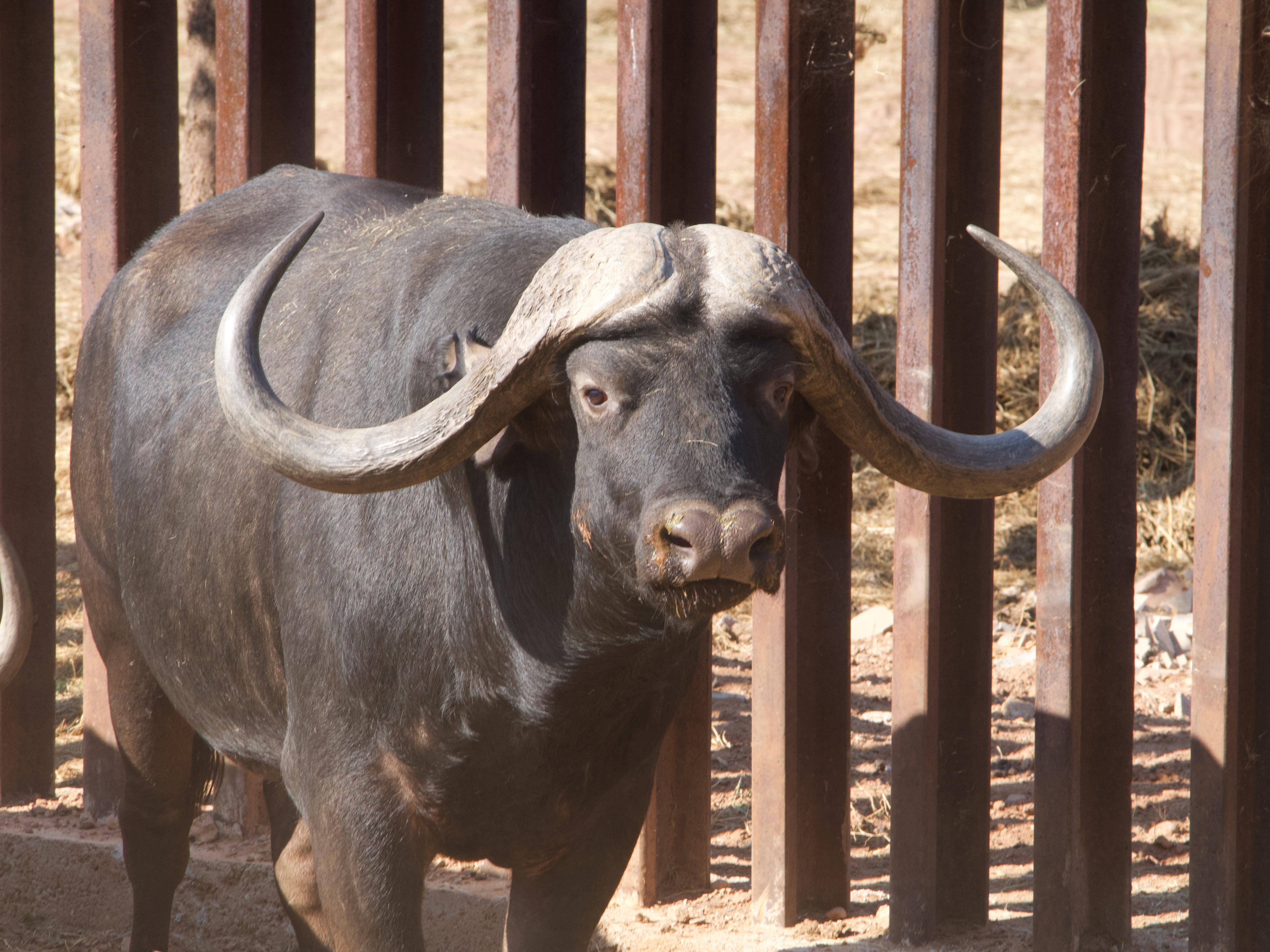 44 1/8" Buffalo bull 
